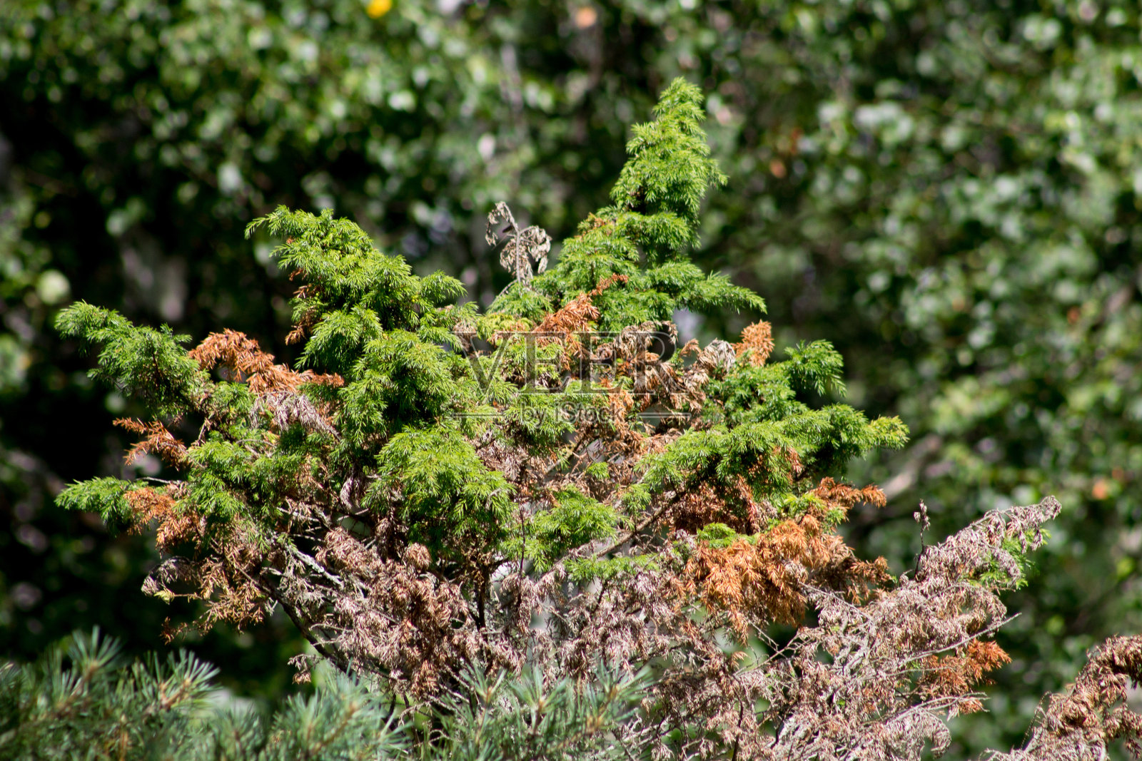 绿色植被纹理照片摄影图片