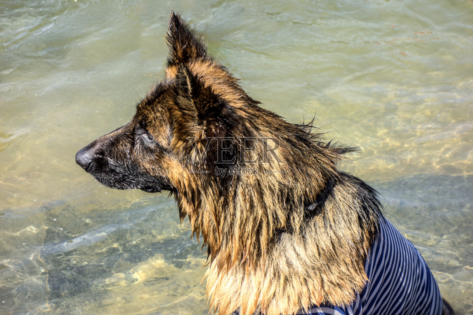 德国牧羊犬照片摄影图片