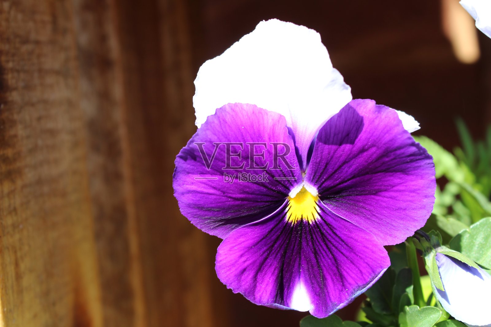 漂亮的紫色三色堇照片摄影图片