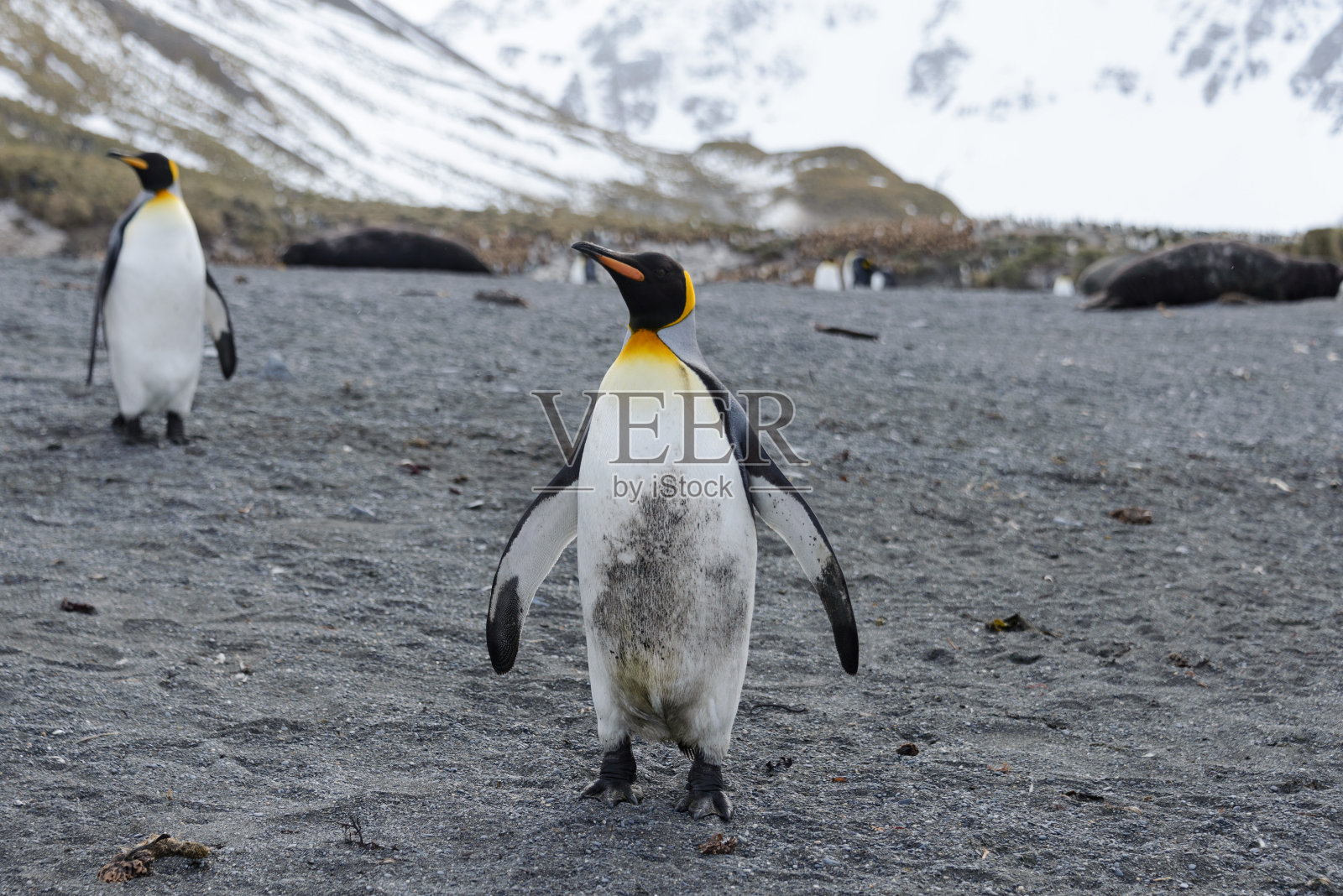 南乔治亚岛上的帝企鹅照片摄影图片