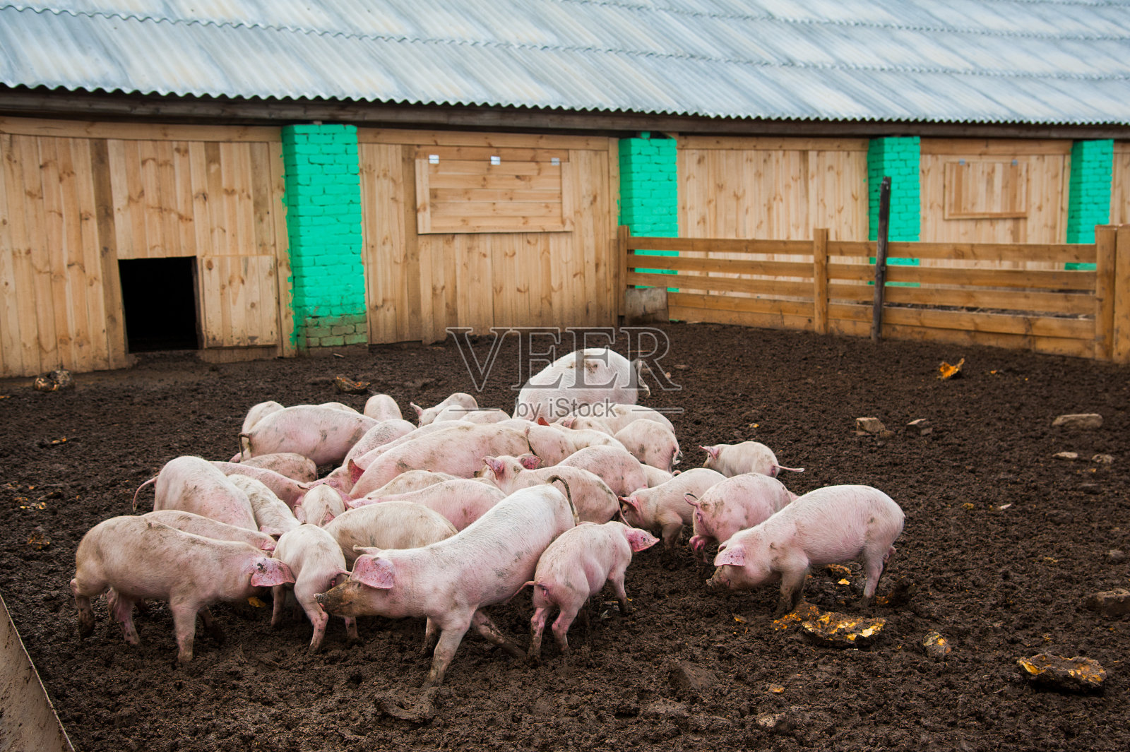 农场里的家猪照片摄影图片