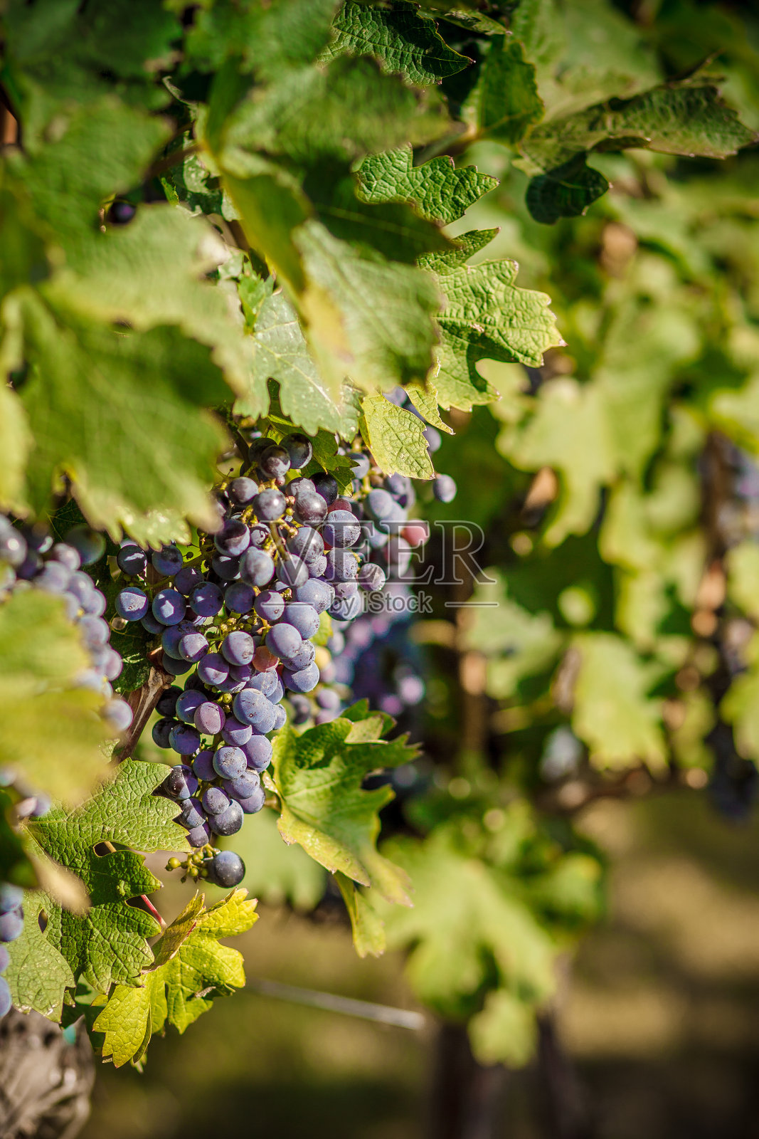 葡萄园的葡萄串在绿色的藤上照片摄影图片