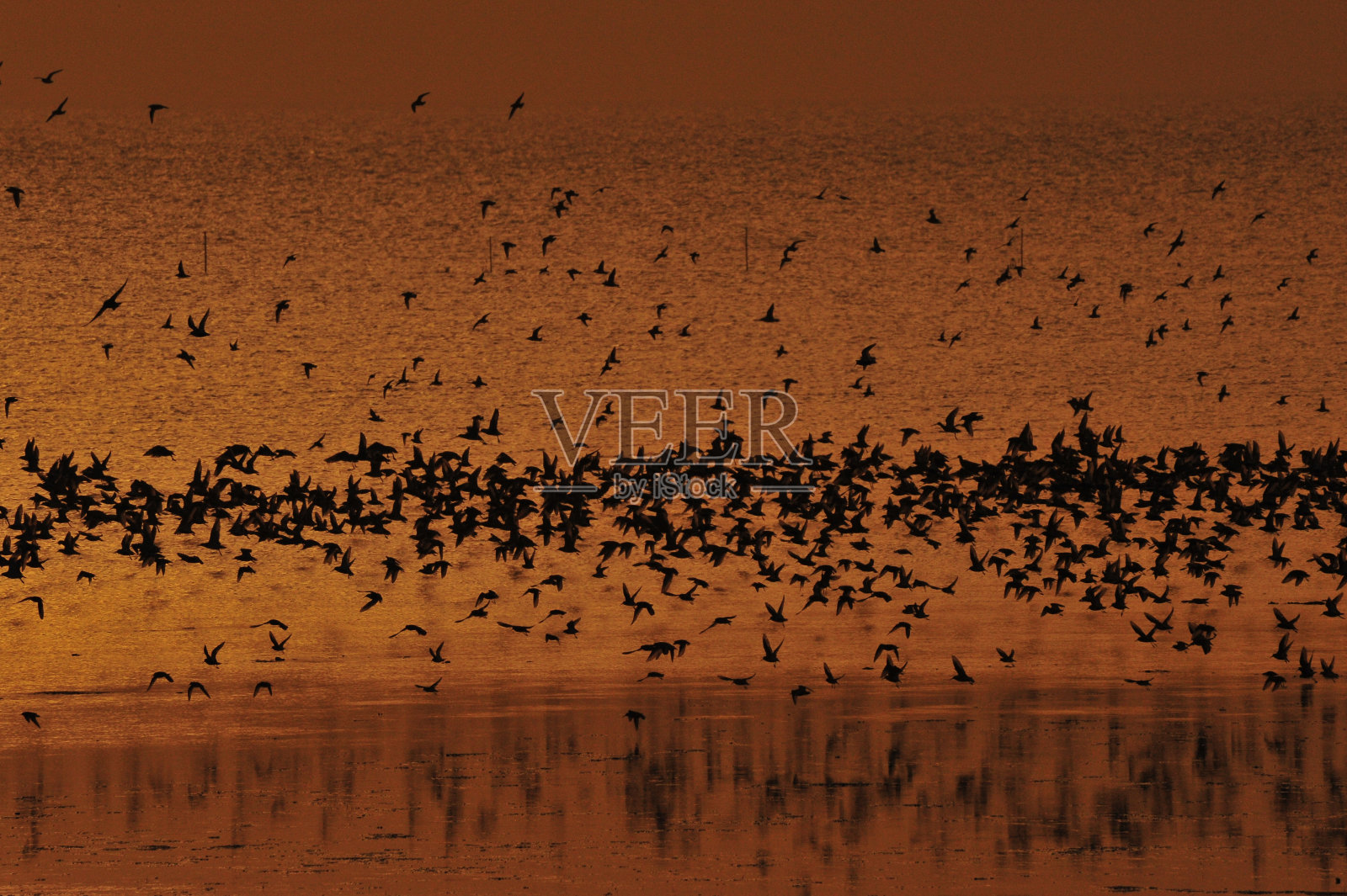 大海鸟照片摄影图片