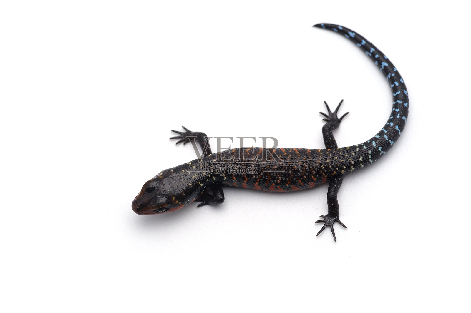 真正的火石龙子被孤立在白色的背景上照片摄影图片