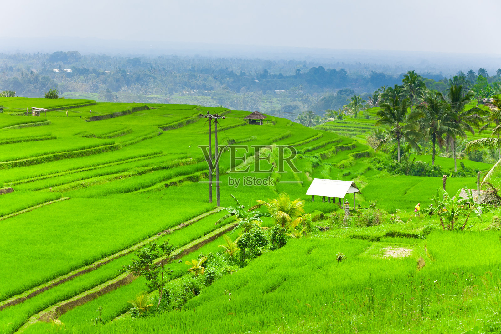 洪水淹没稻田照片摄影图片