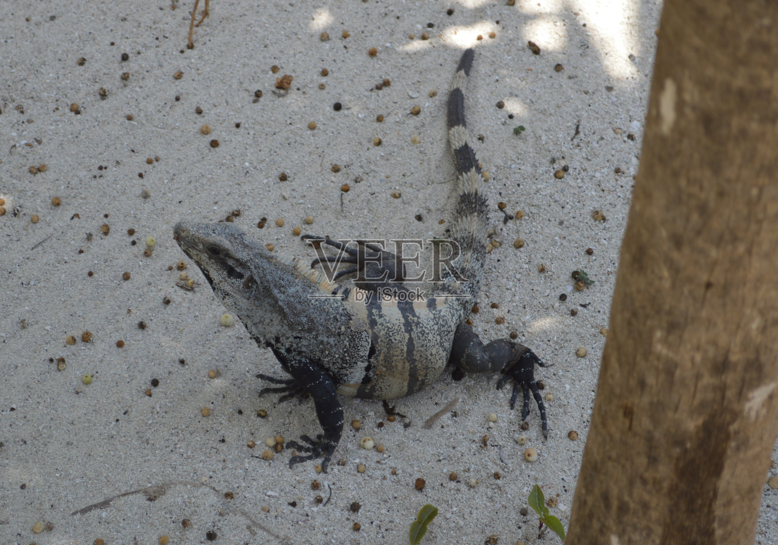 发现墨西哥-鬣蜥行走在一棵树旁照片摄影图片