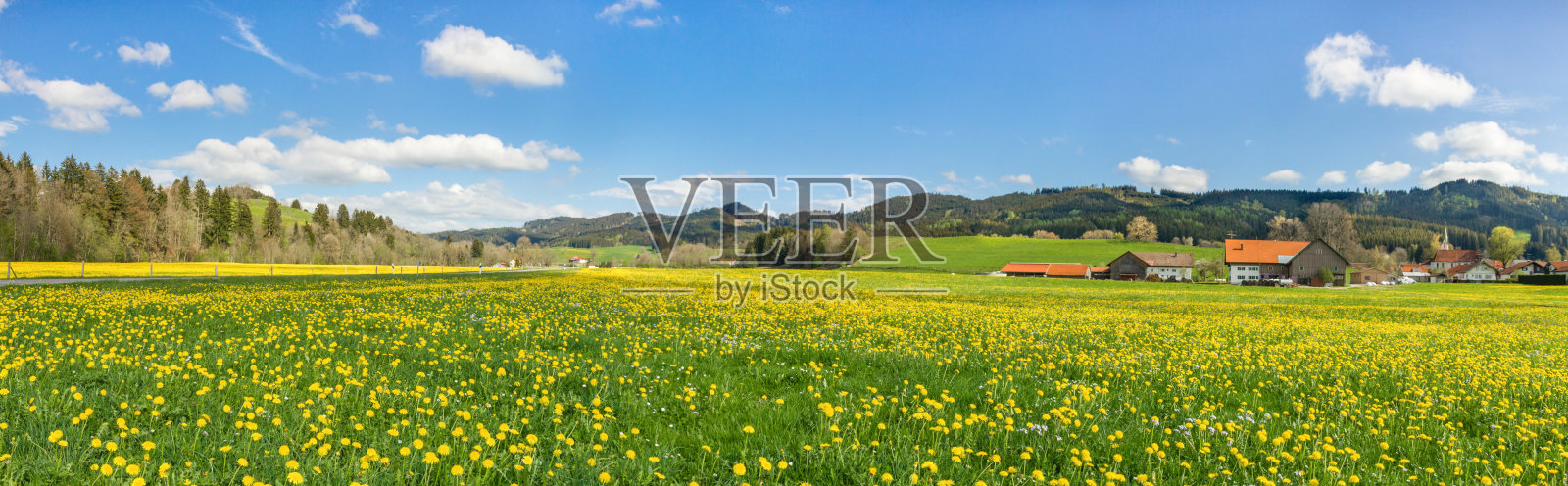 美丽的黄花草地和一些房子和谷仓。照片摄影图片