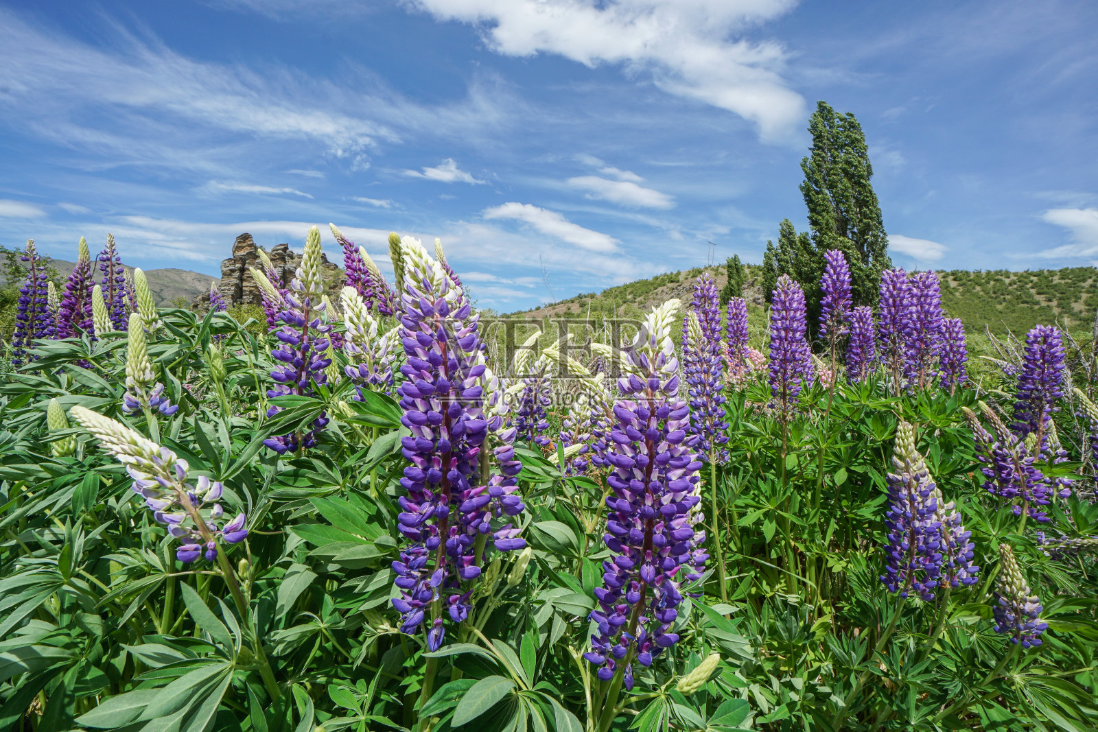 新西兰南岛绿色山丘上的一种紫色的罗苹花照片摄影图片