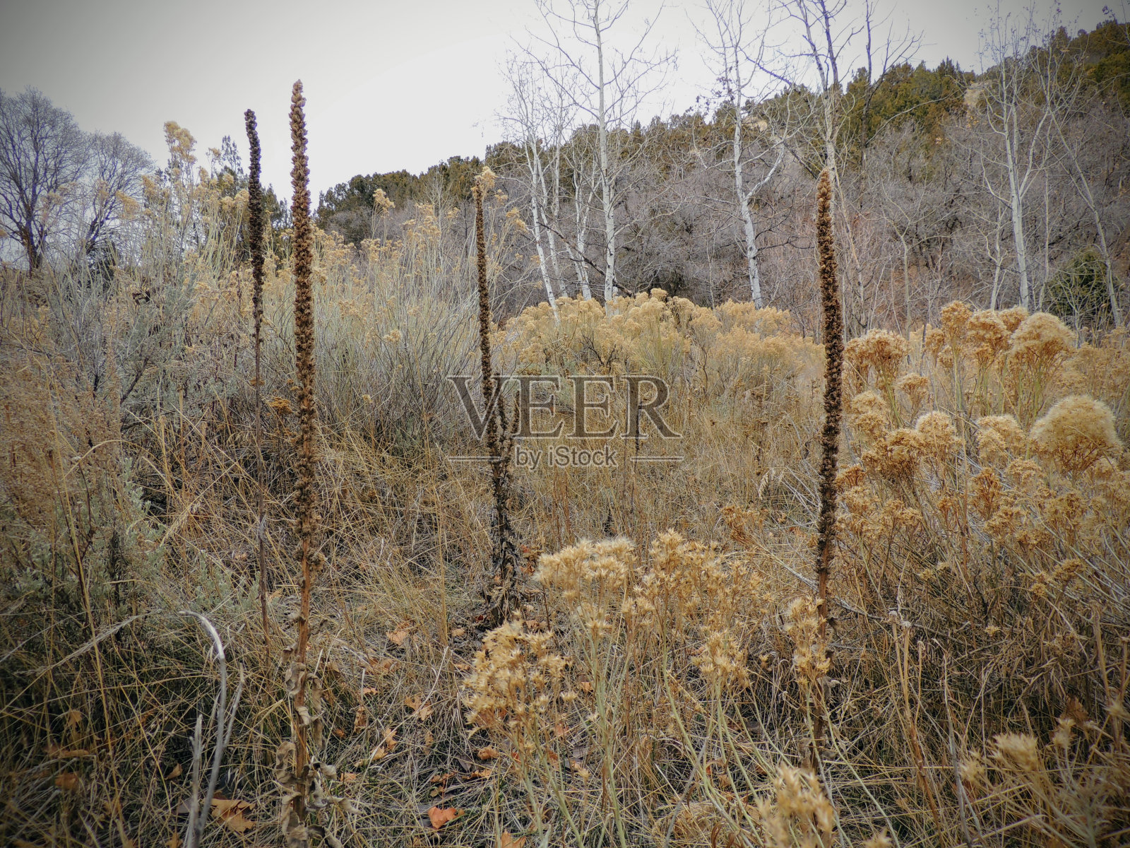 深秋的全景森林景色徒步旅行,骑自行车,骑马通过树木在黄叉和玫瑰峡谷小径在奥克尔山在Wasatch Front在盐湖城美国犹他州盐湖县。照片摄影图片