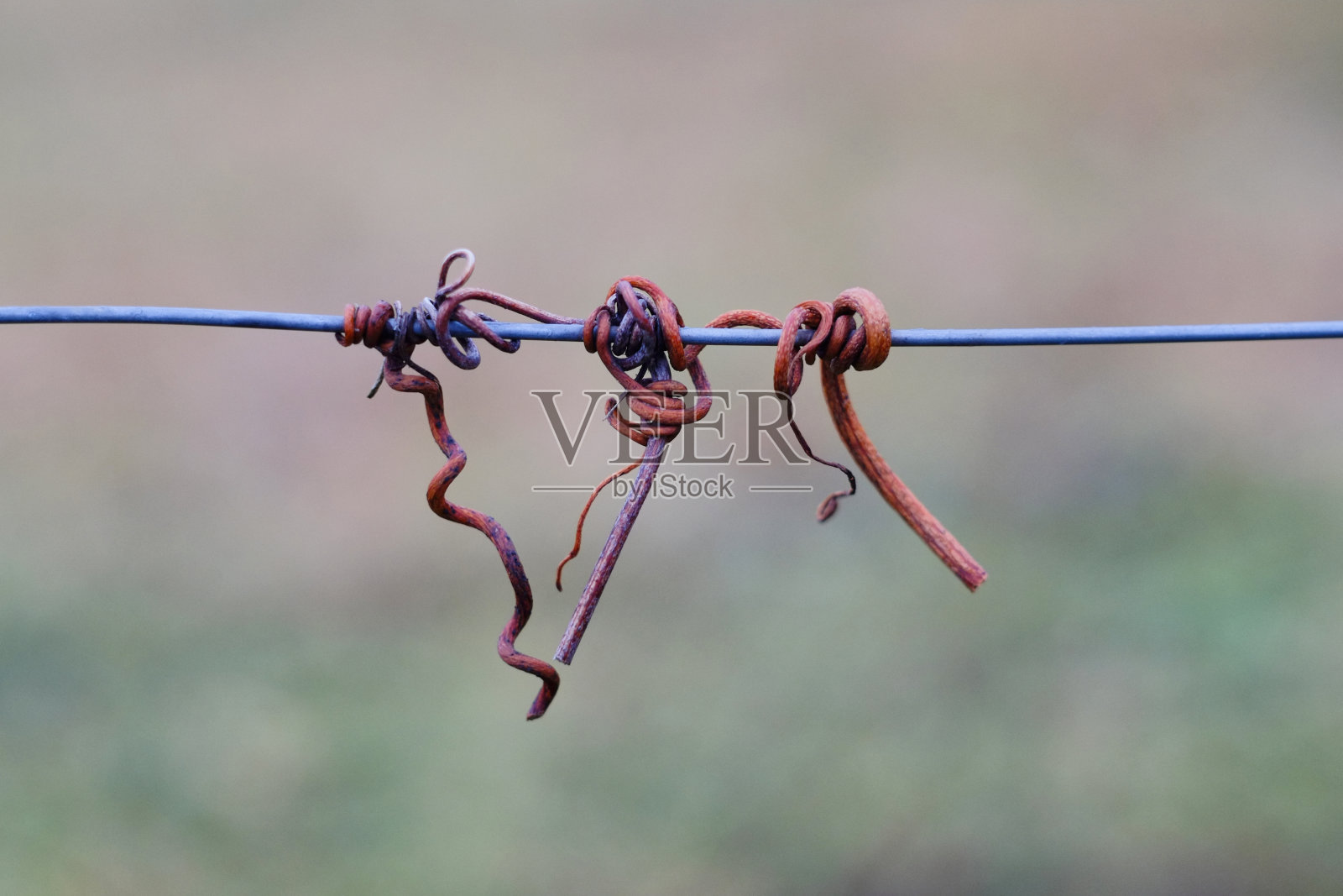 藤条钩照片摄影图片