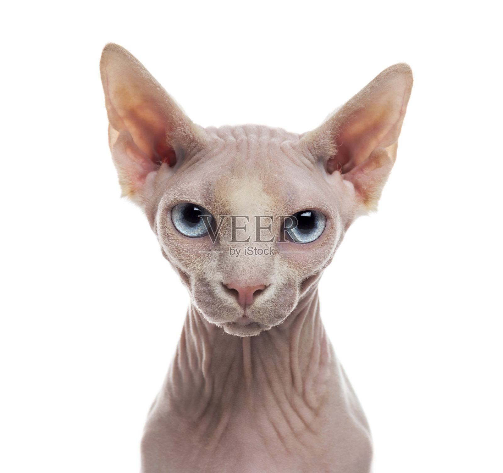 狮身人面像的特写照片摄影图片