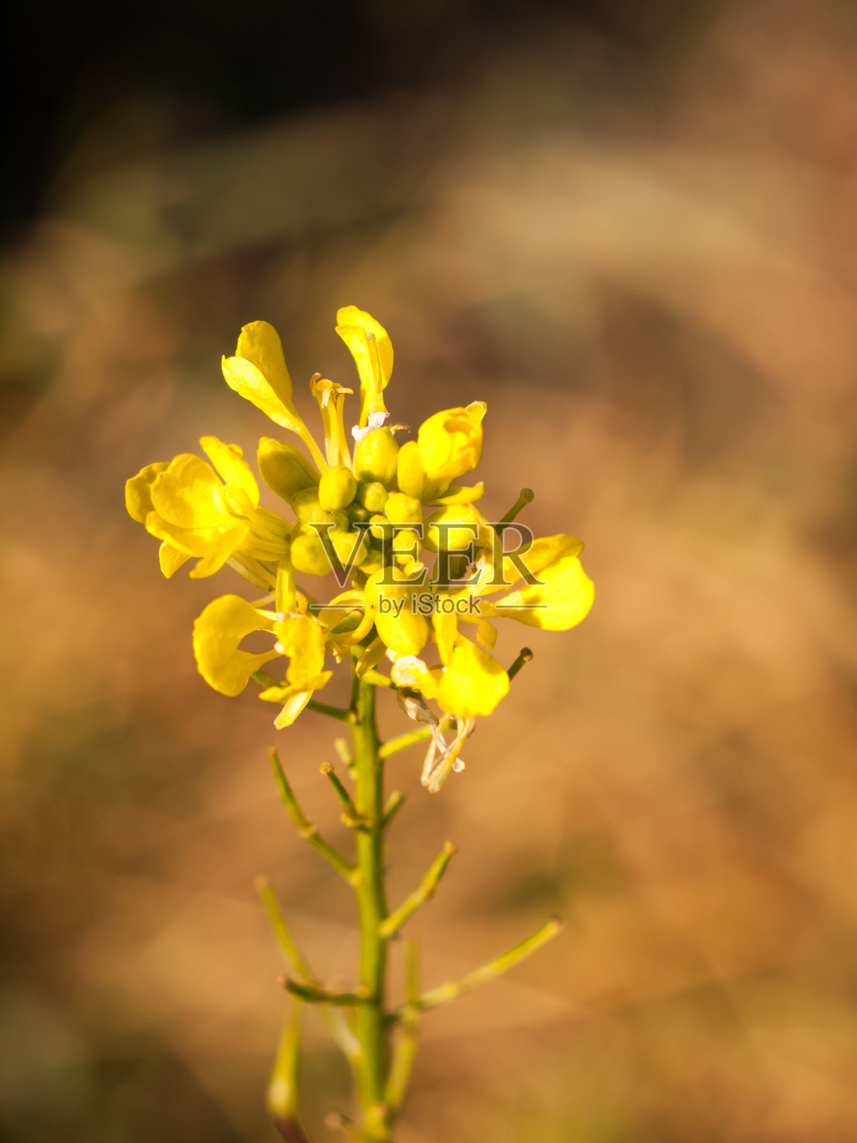 野生黄色秋季植物花头的特写照片摄影图片