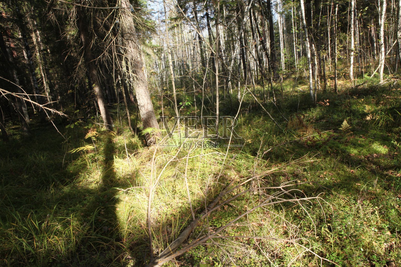 森林照片摄影图片