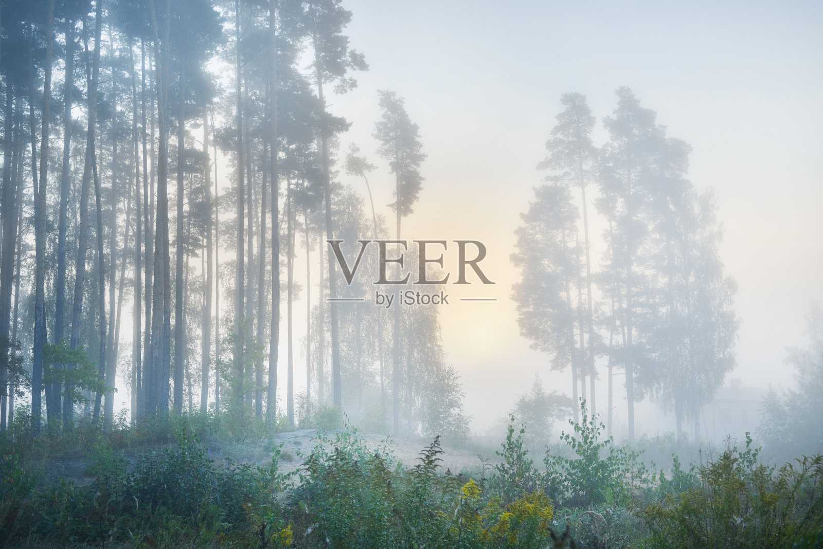 日出时森林旁边的田野有浓雾照片摄影图片