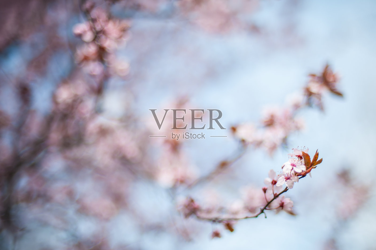 近距离的美丽的春天花在模糊的背景照片摄影图片