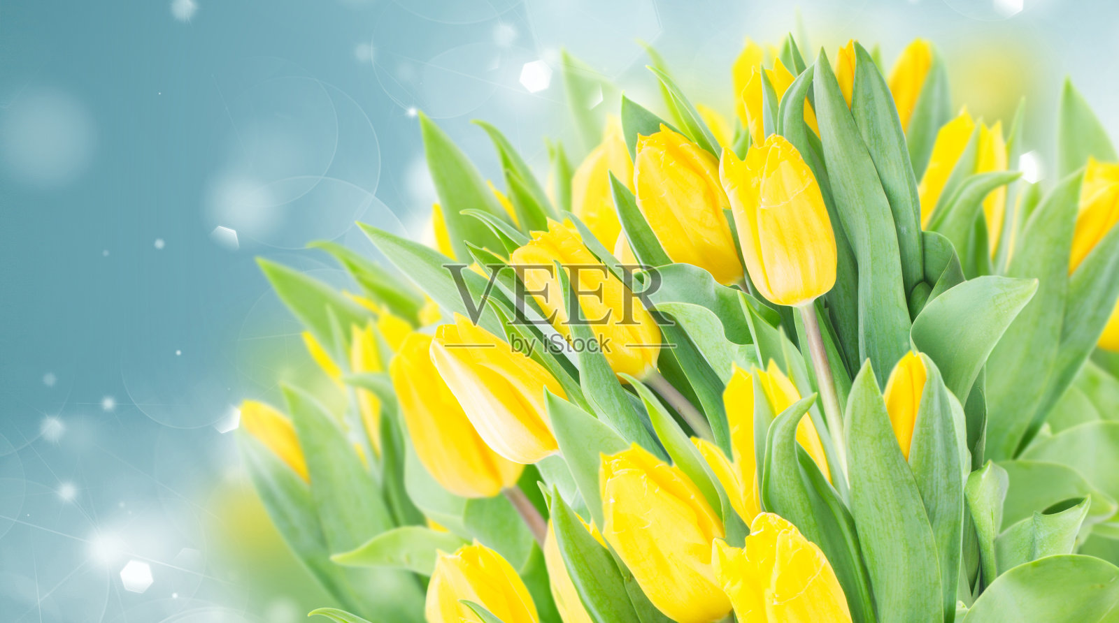 春天水仙花园照片摄影图片