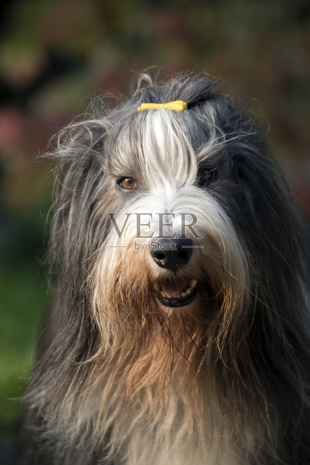 古代长须牧羊犬照片摄影图片