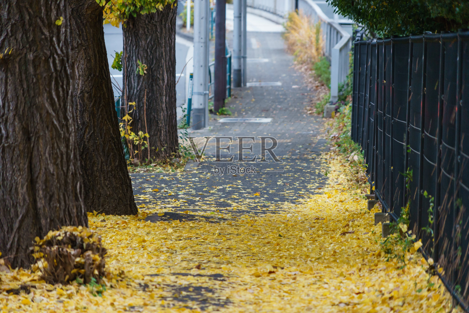 东京秋叶照片摄影图片