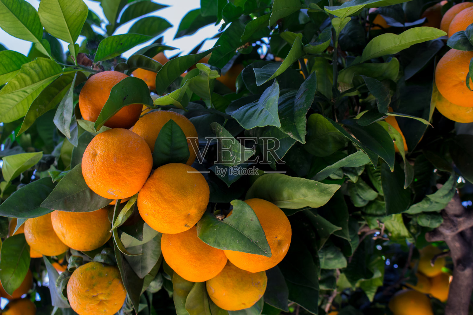 橙色水果。照片摄影图片