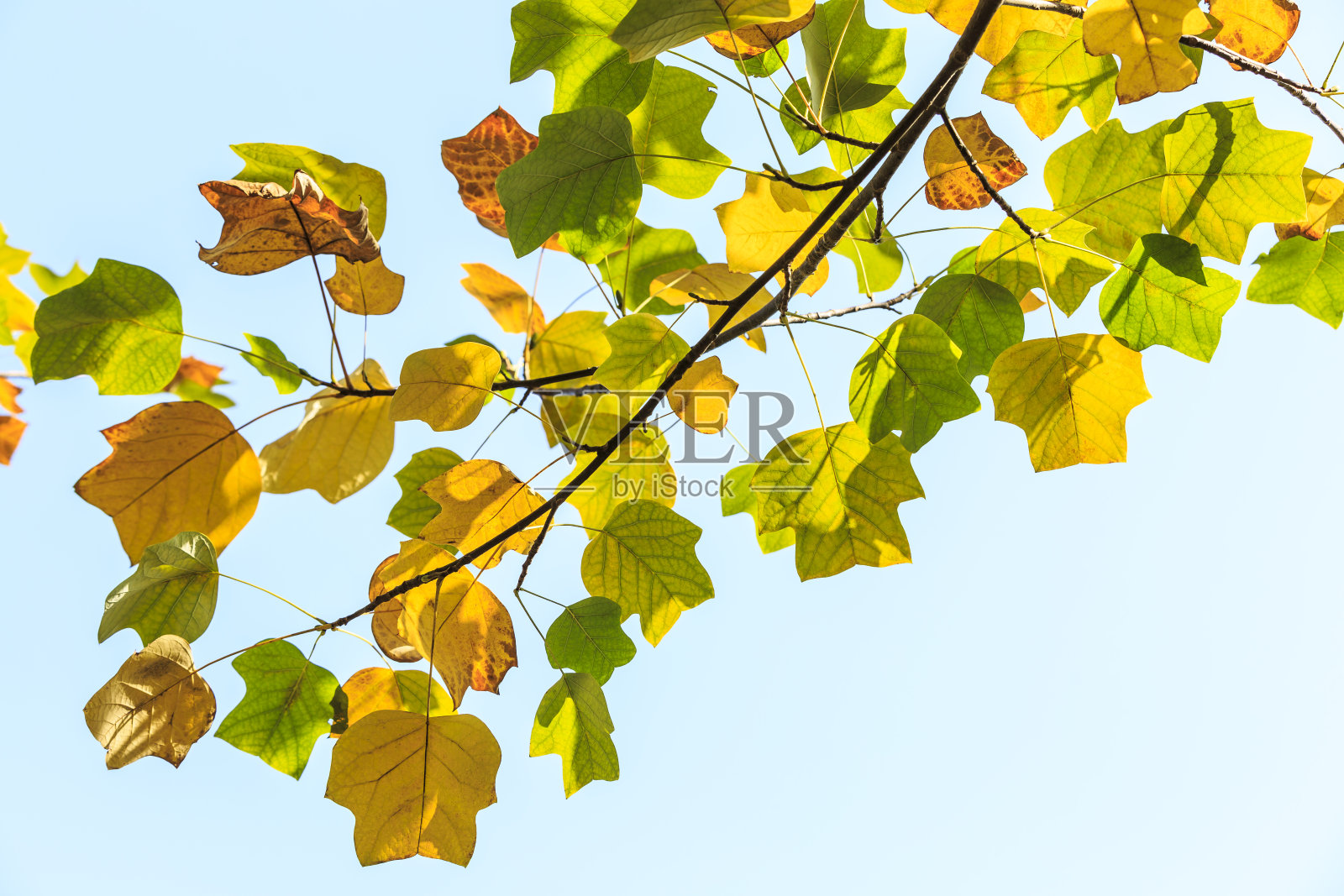 美丽的秋叶在森林里,鹅掌楸树照片摄影图片