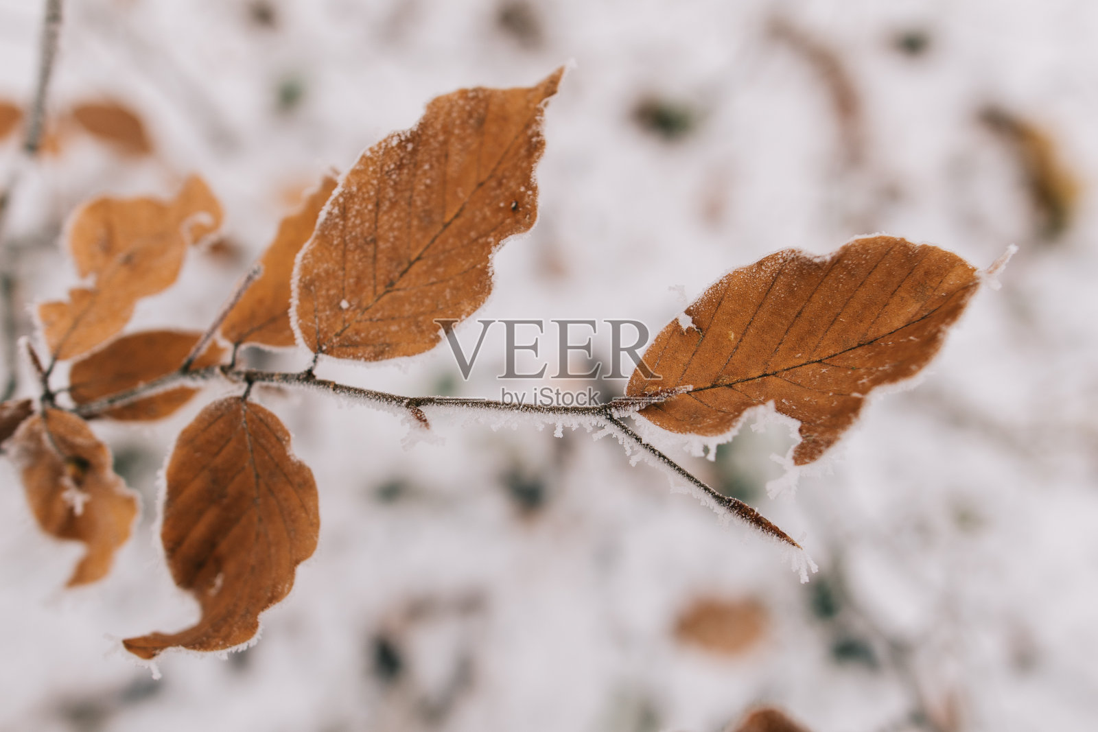 森林里冰冻的树叶照片摄影图片