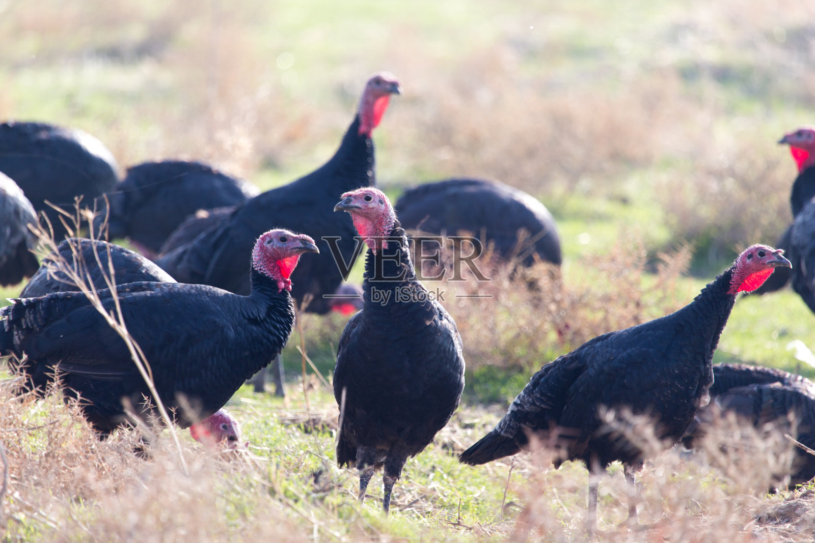 户外农场火鸡照片摄影图片