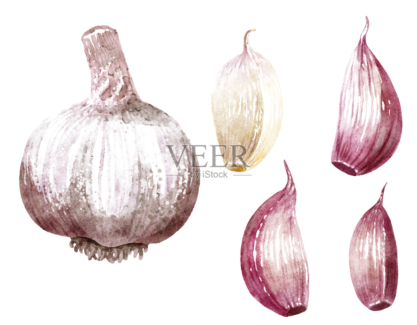 大蒜插图、绘画、雕刻、墨水、线条艺术、矢量图插画图片素材