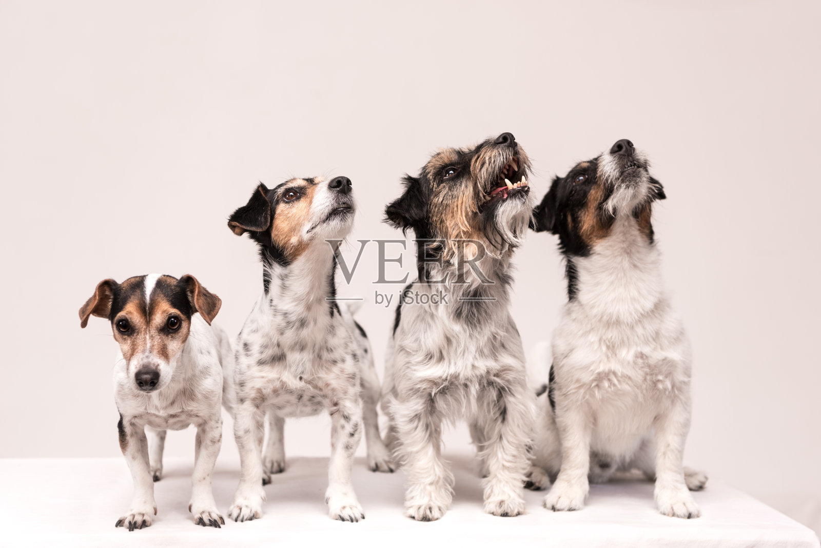 四只有趣可爱的小狗并排坐成一排——三色杰克罗素梗照片摄影图片