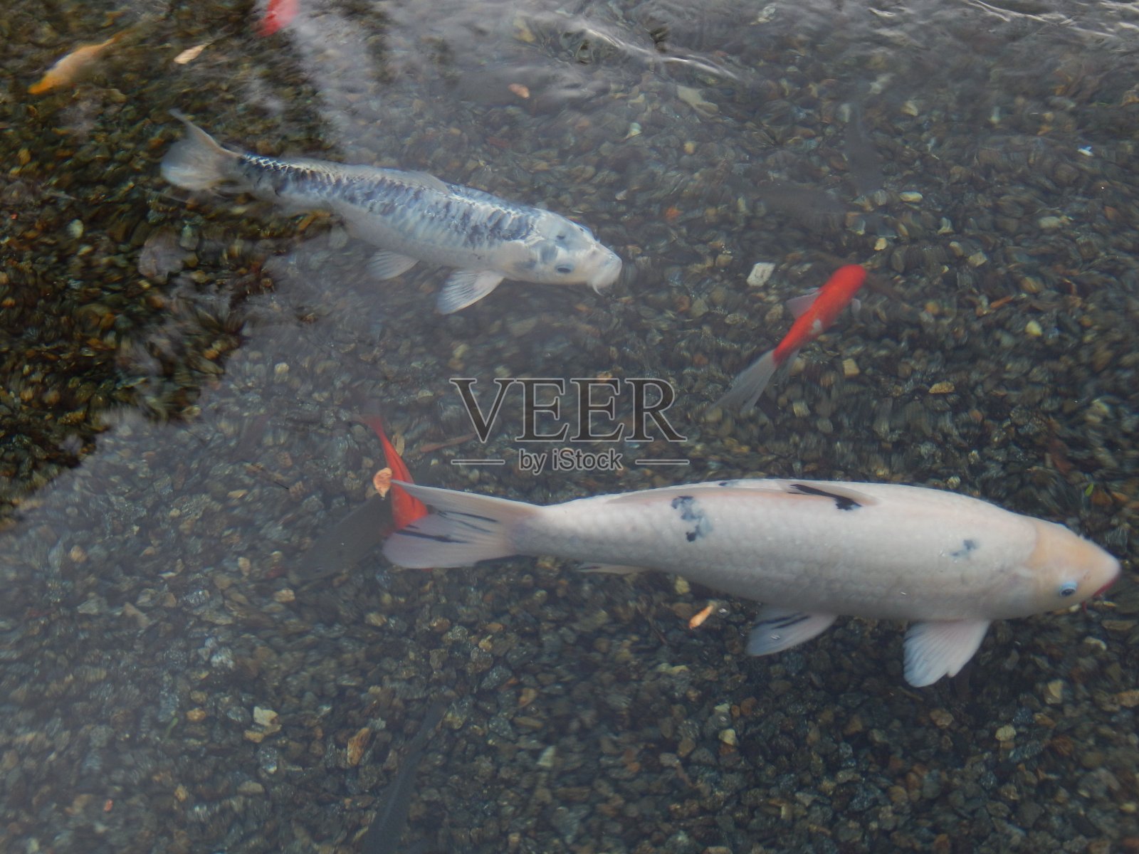 池塘里的鱼照片摄影图片