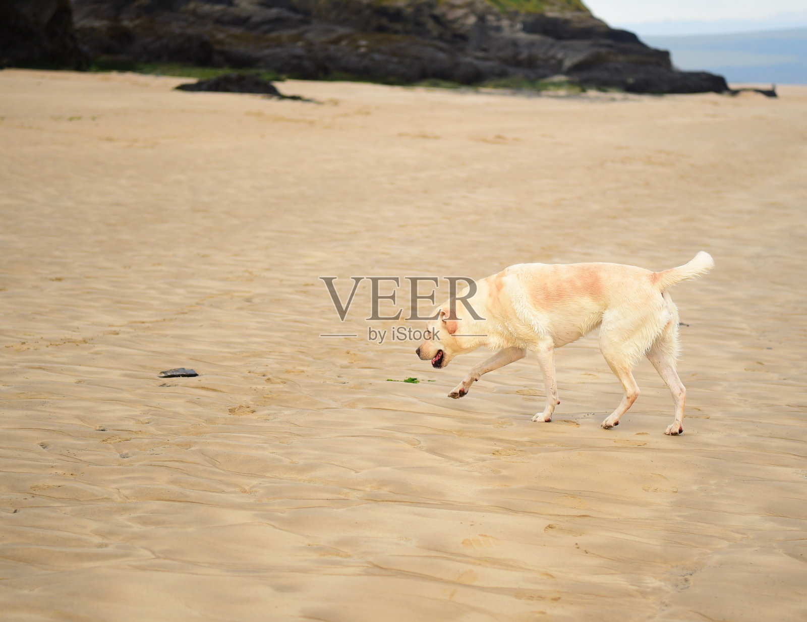 康沃尔海滩上的拉布拉多寻回犬照片摄影图片