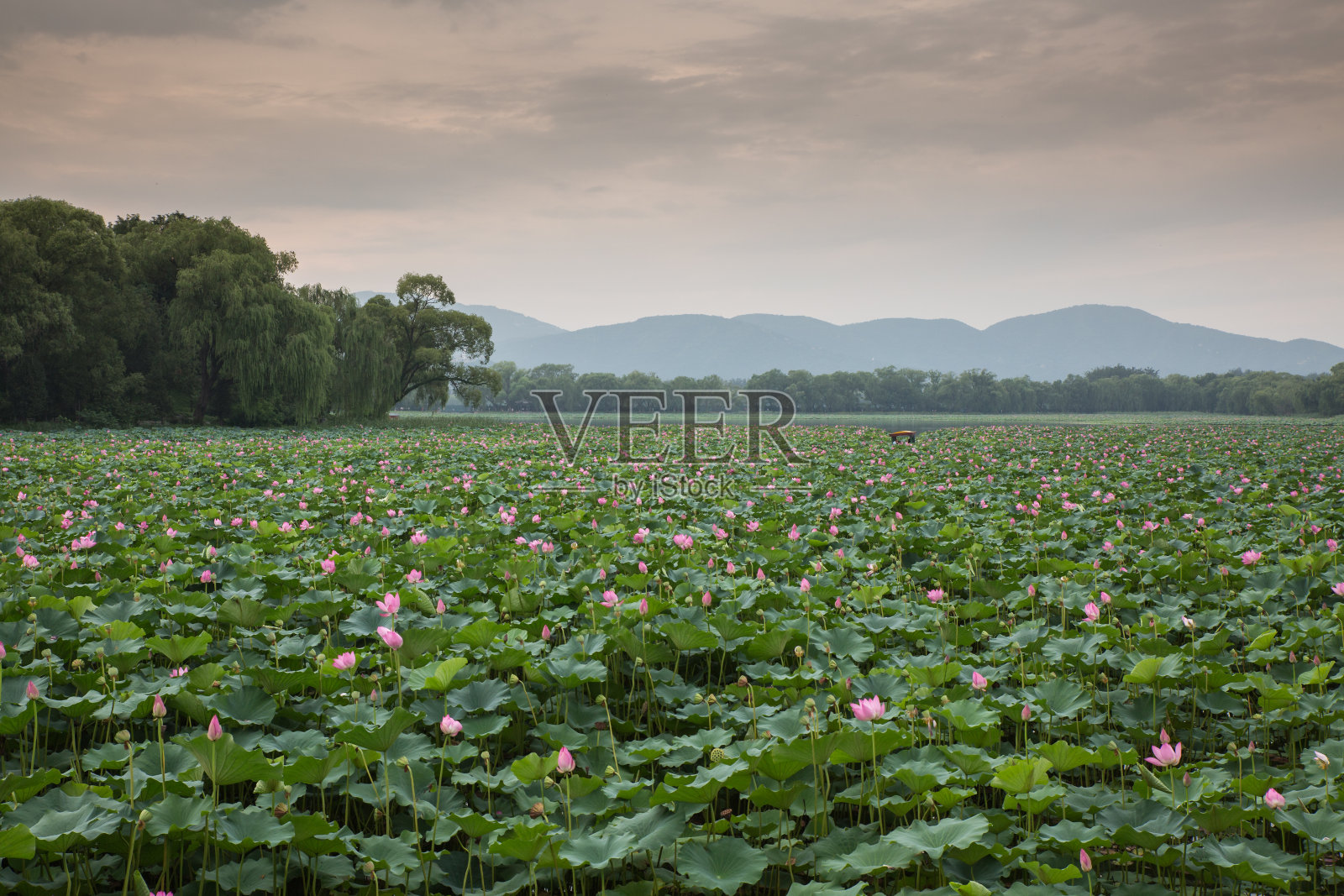 红莲海,颐和园湖,中国照片摄影图片