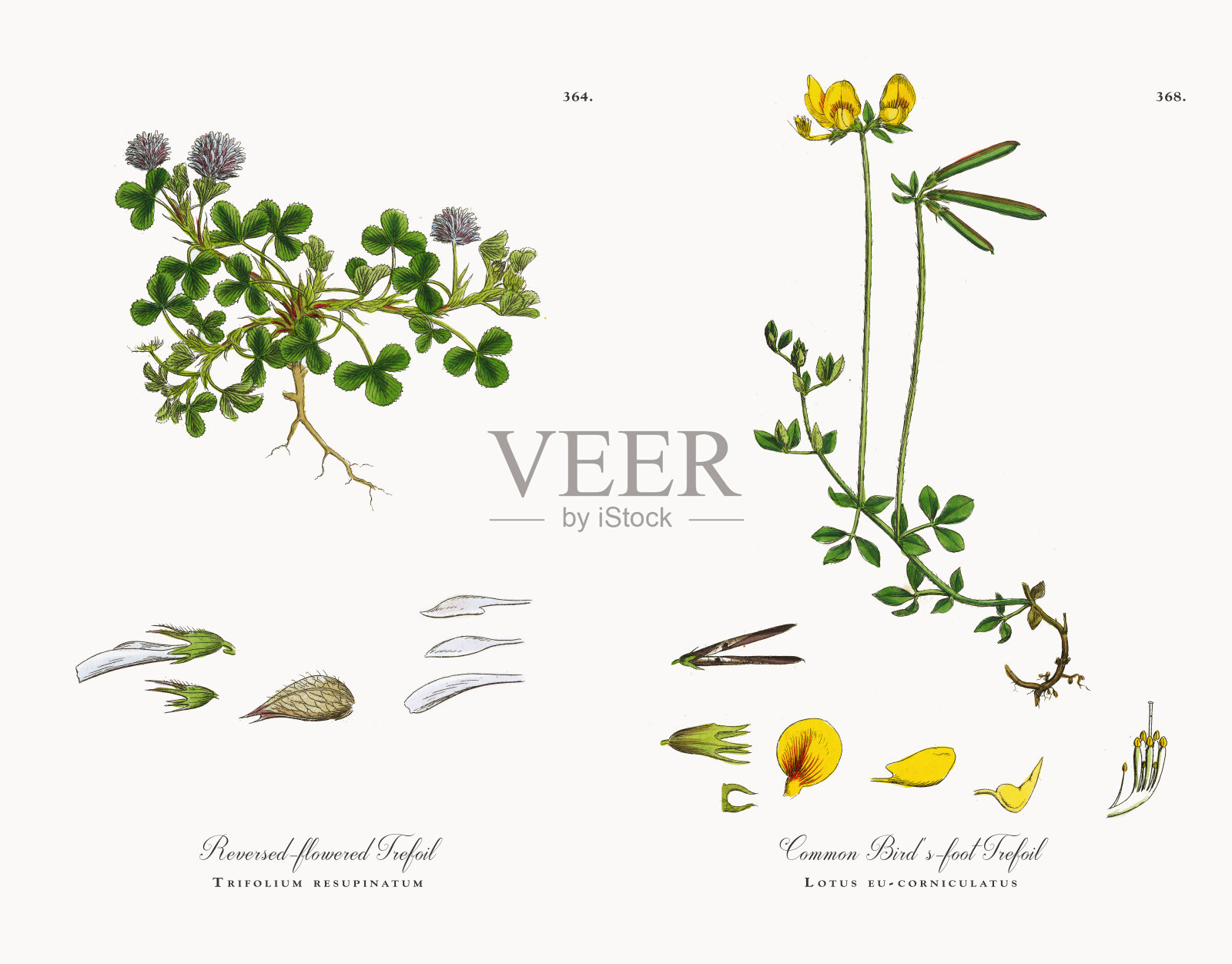 反花三叶草,三叶草,维多利亚植物学插图,1863年插画图片素材