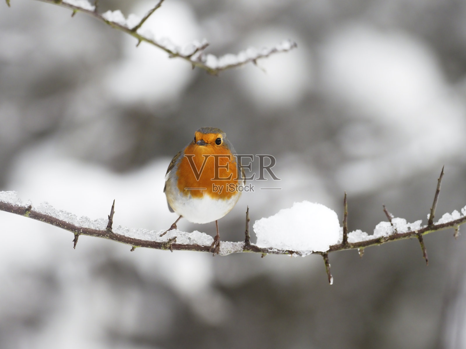 罗宾,厄立特里亚库拉照片摄影图片