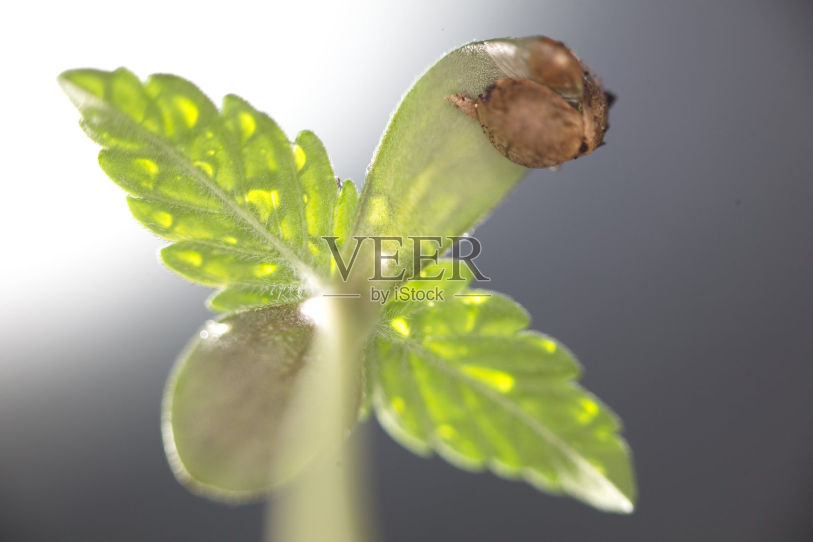 大麻谷苗照片摄影图片