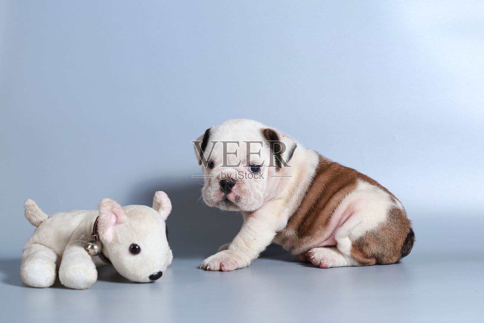 2个月纯种英国斗牛犬幼犬照片摄影图片