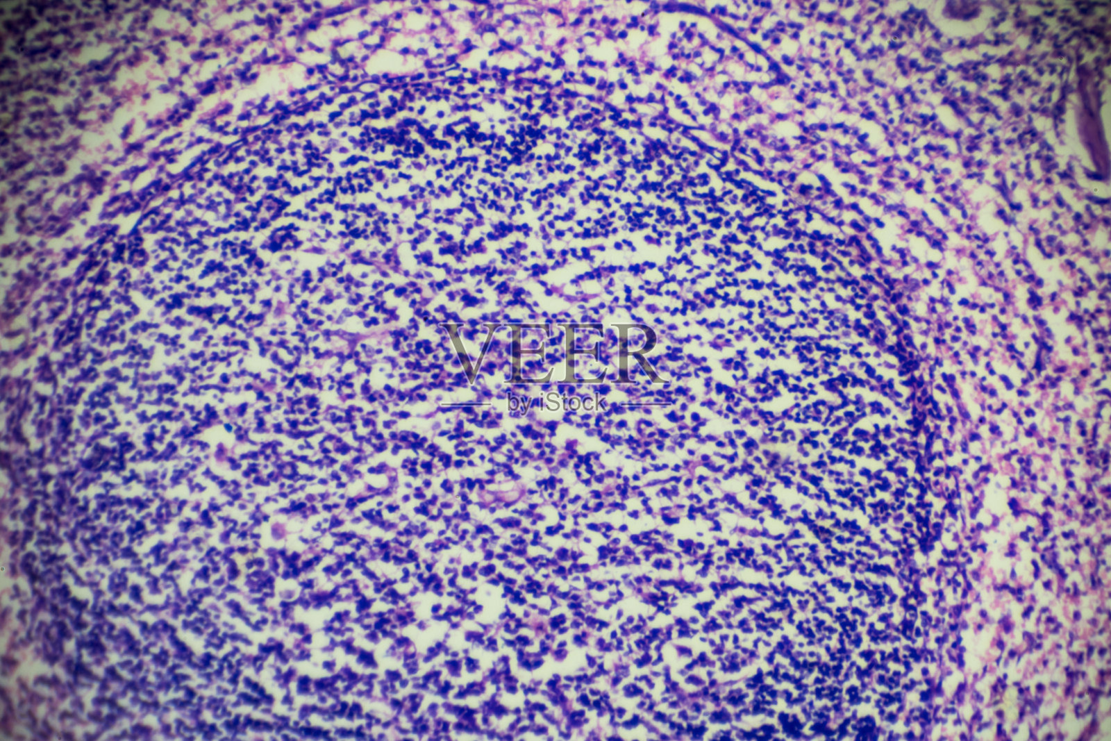 光镜下观察脾脏组织照片摄影图片