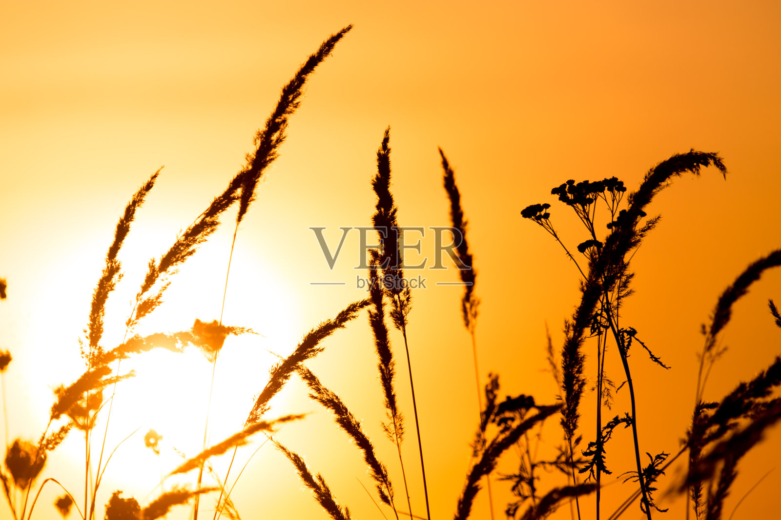 小草以落日的余晖为背景照片摄影图片