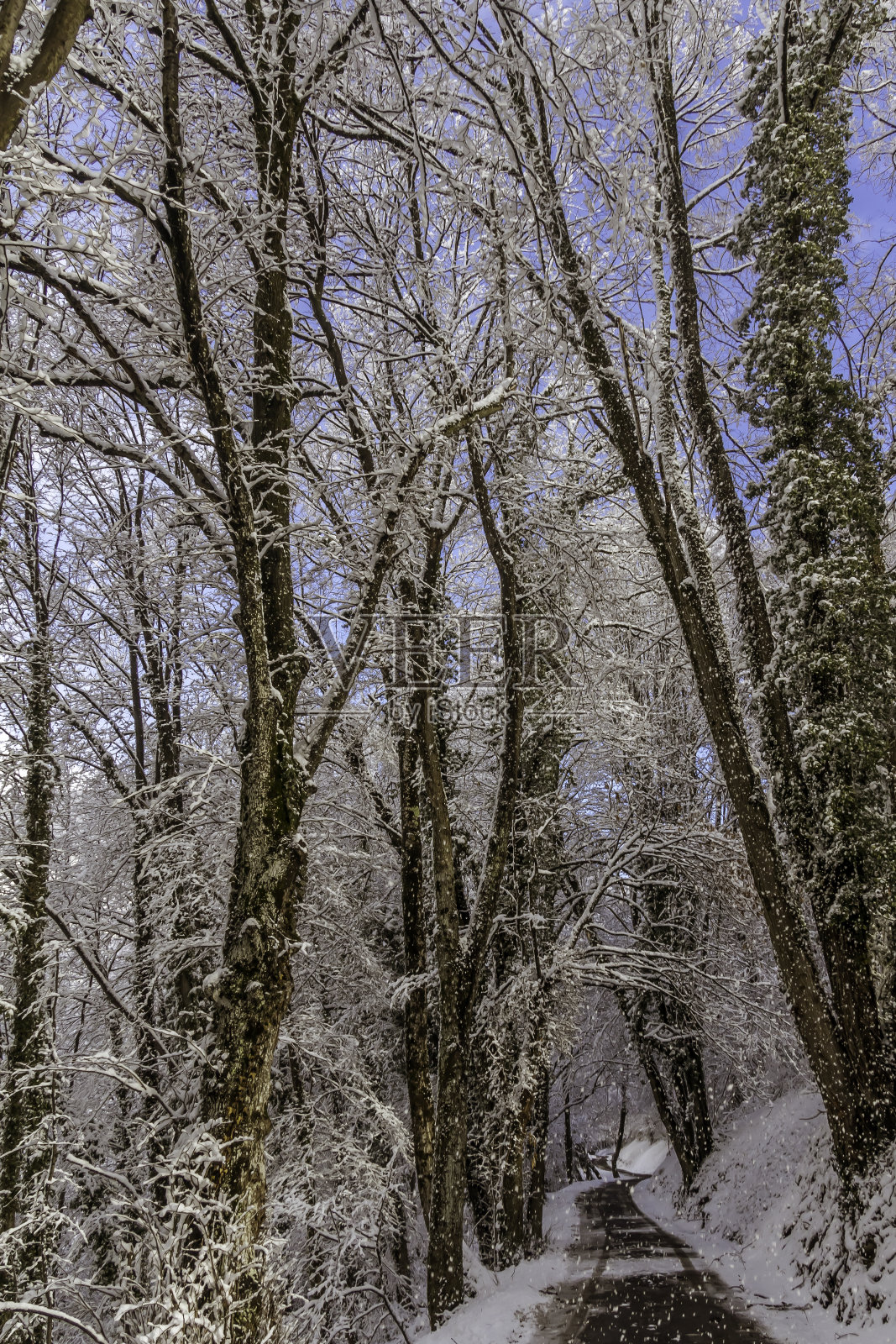 下雪的森林道路照片摄影图片
