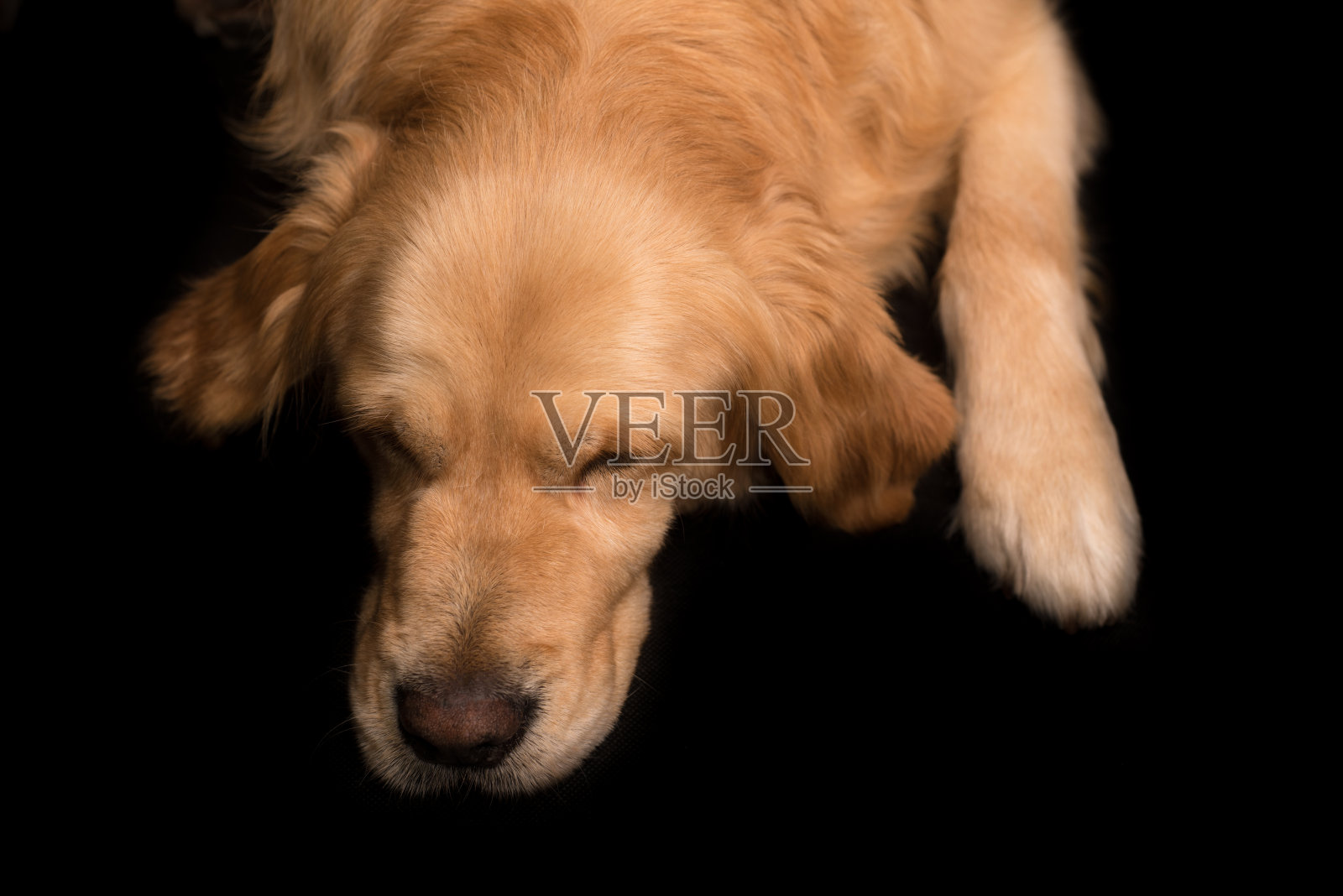 金毛猎犬孤立在黑色照片摄影图片