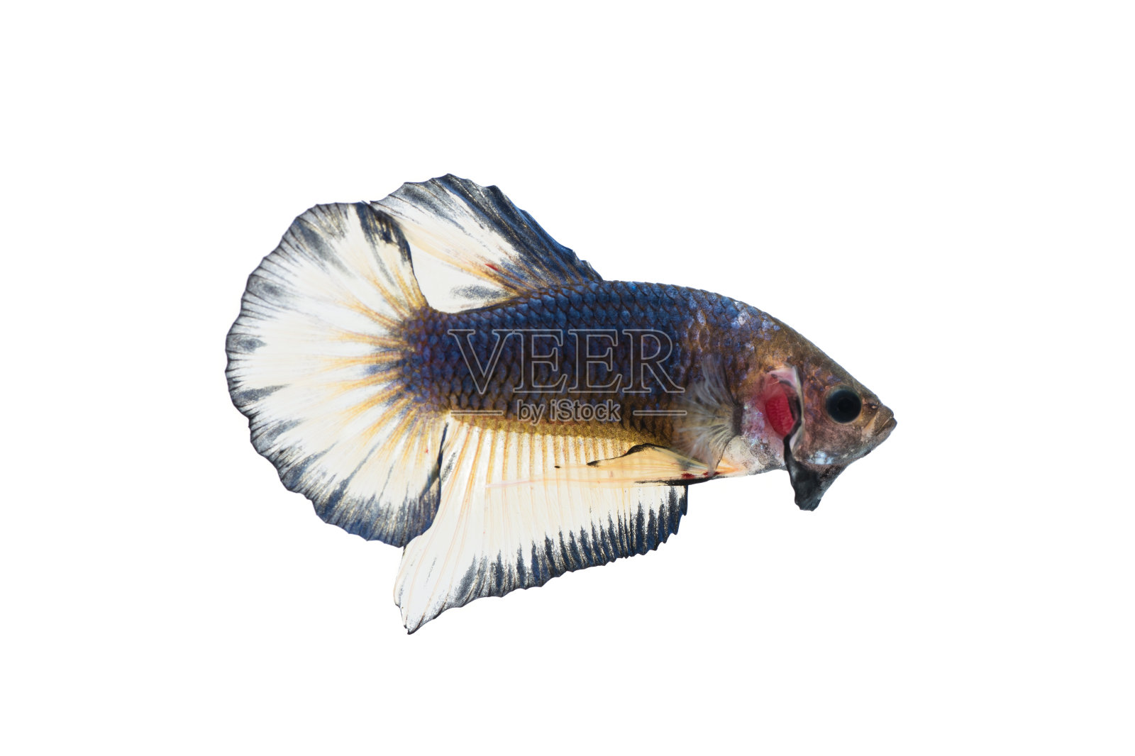 美丽的斗笠花孤立在白色的背景上照片摄影图片