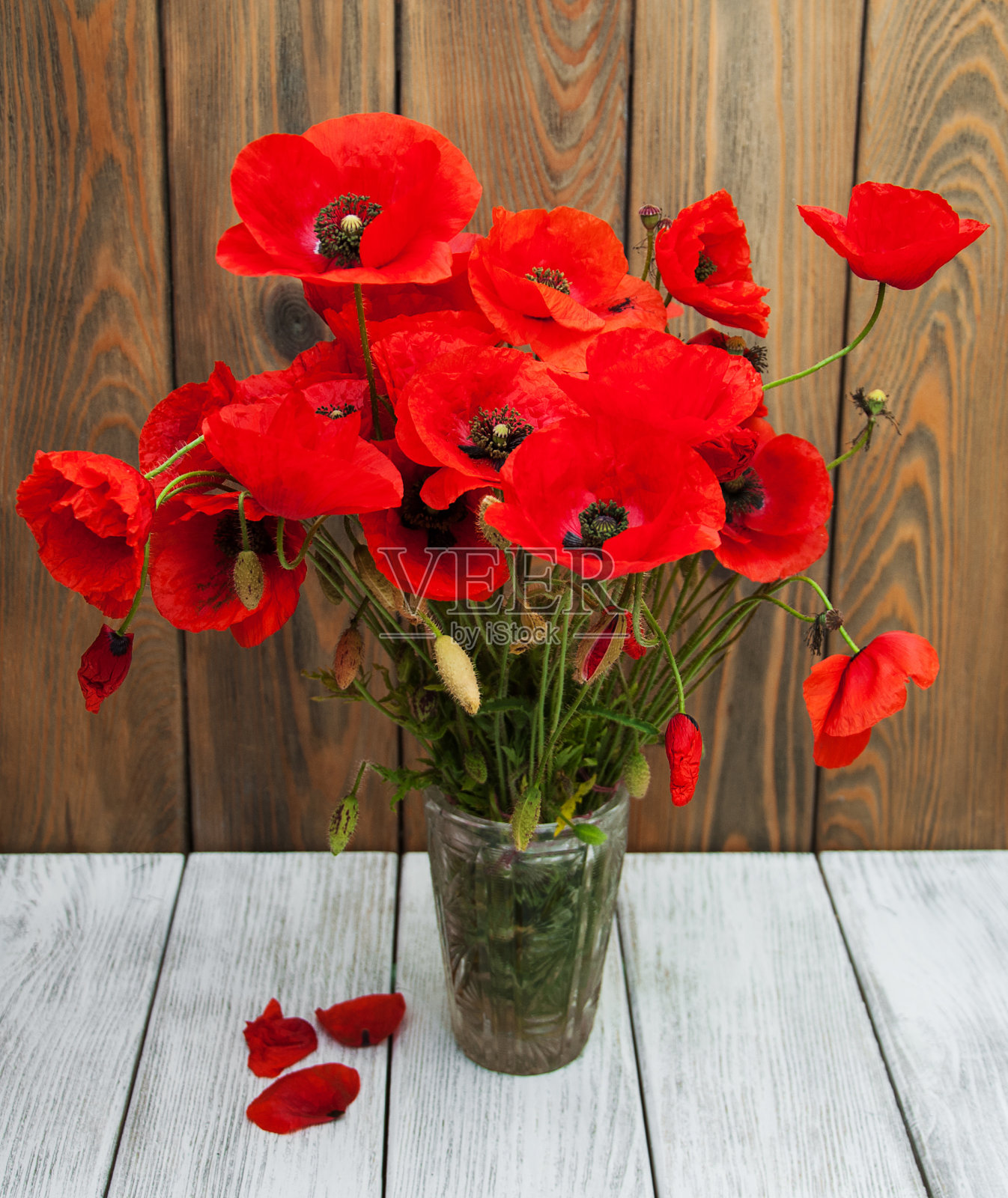 花瓶里的罂粟花照片摄影图片