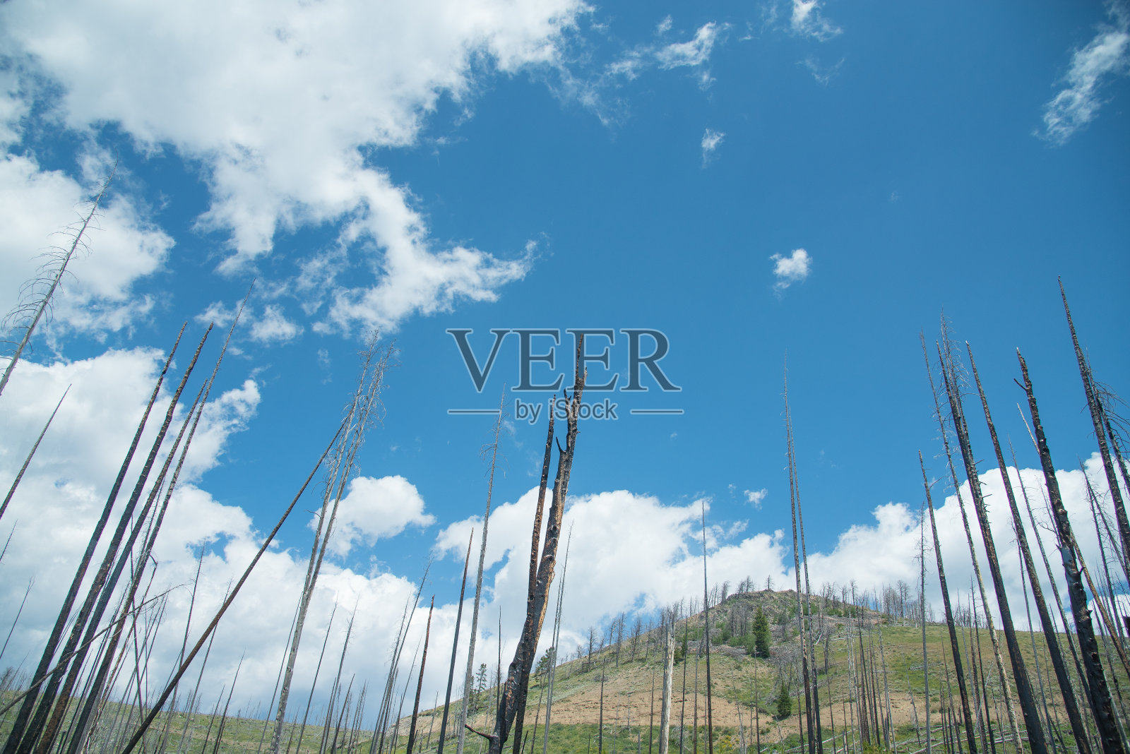 路边的枯树照片摄影图片