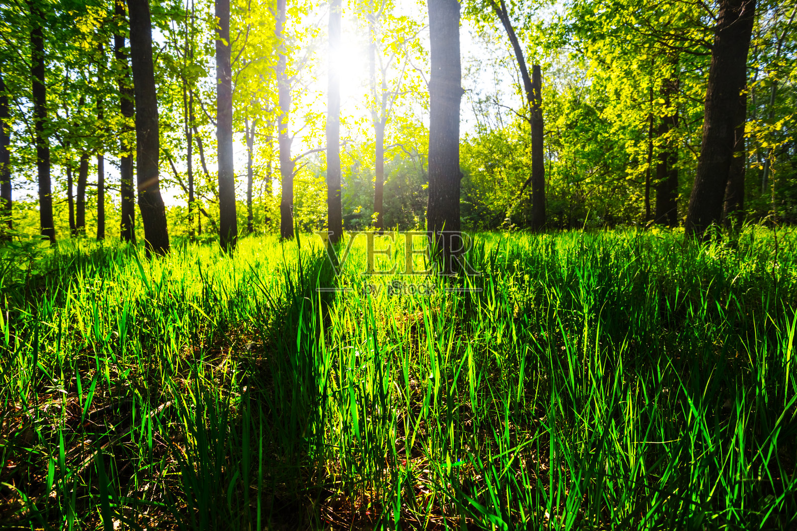 阳光下美丽的夏日森林空地照片摄影图片