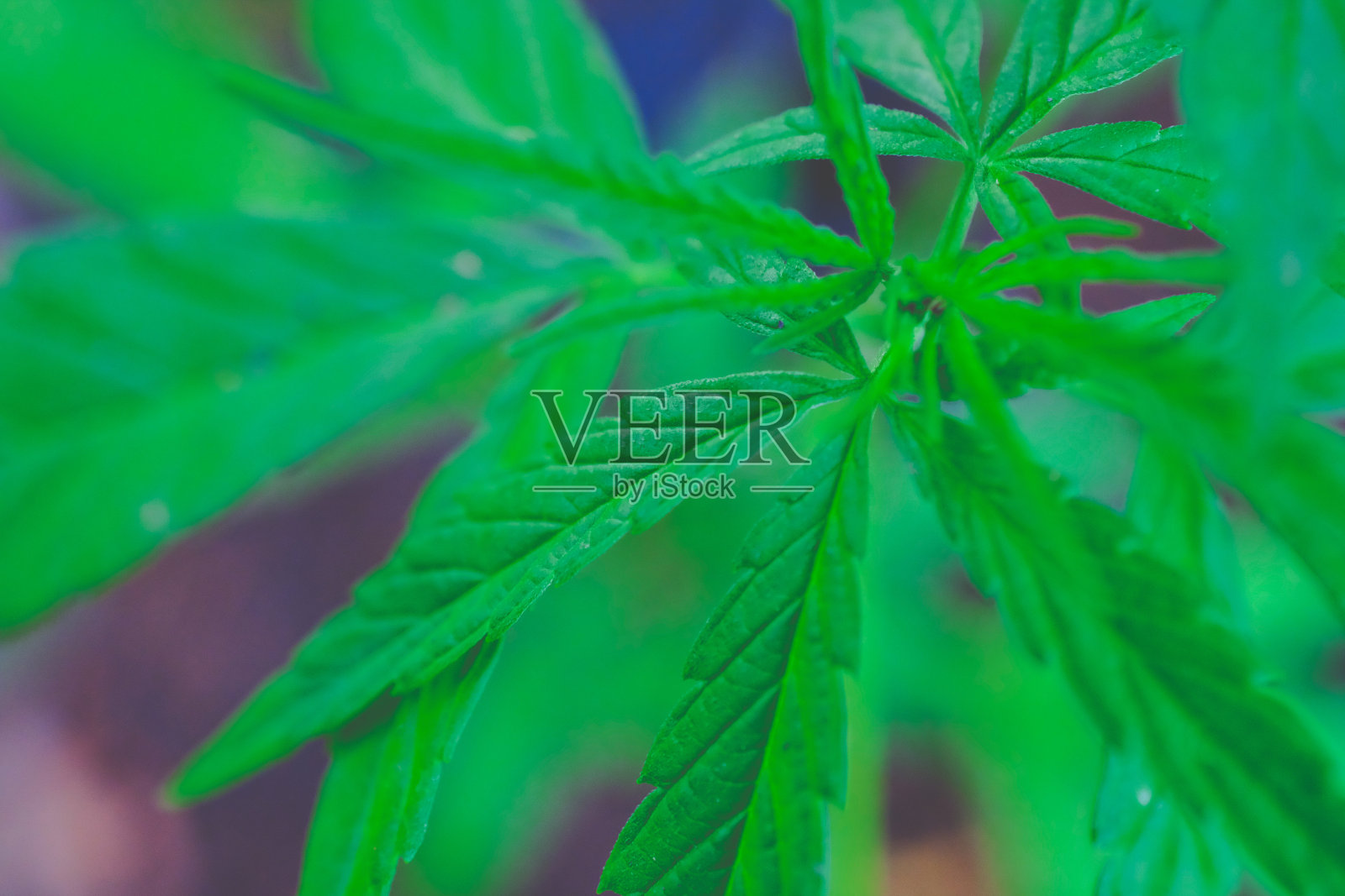 背景上的印度大麻纹理。照片摄影图片