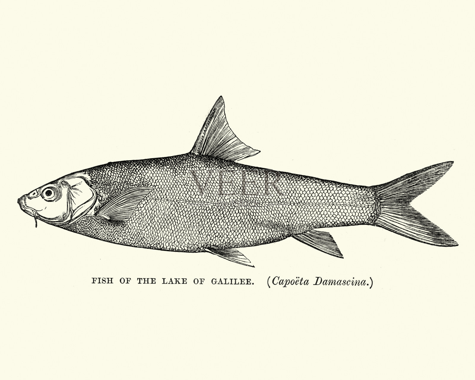 自然历史-鱼-卡波塔damascina,东方刮板插画图片素材