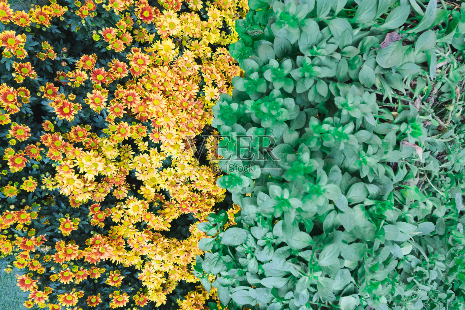 花园里五颜六色的小雏菊花。照片摄影图片