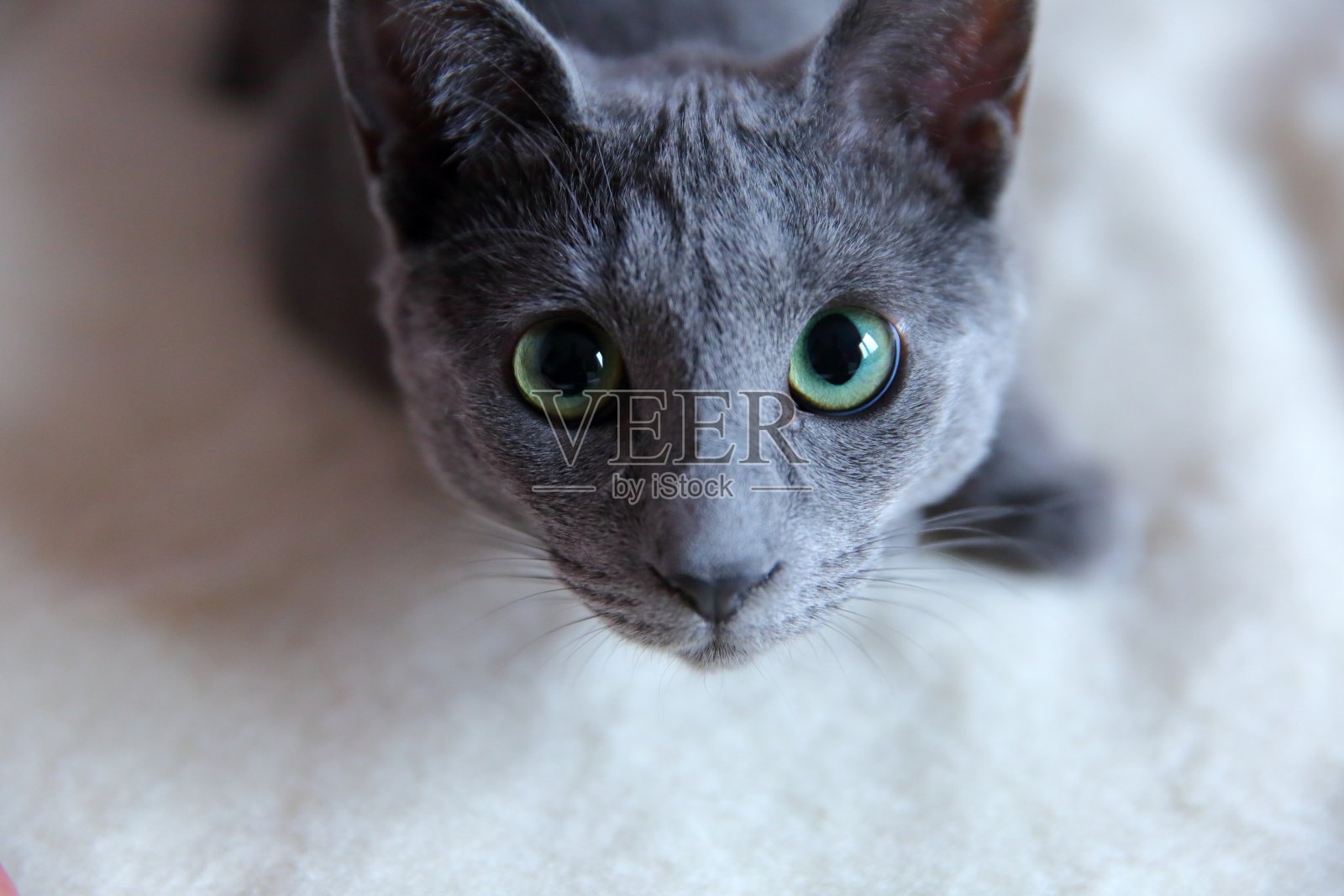 家猫是非常适合拥抱的宠物。照片摄影图片