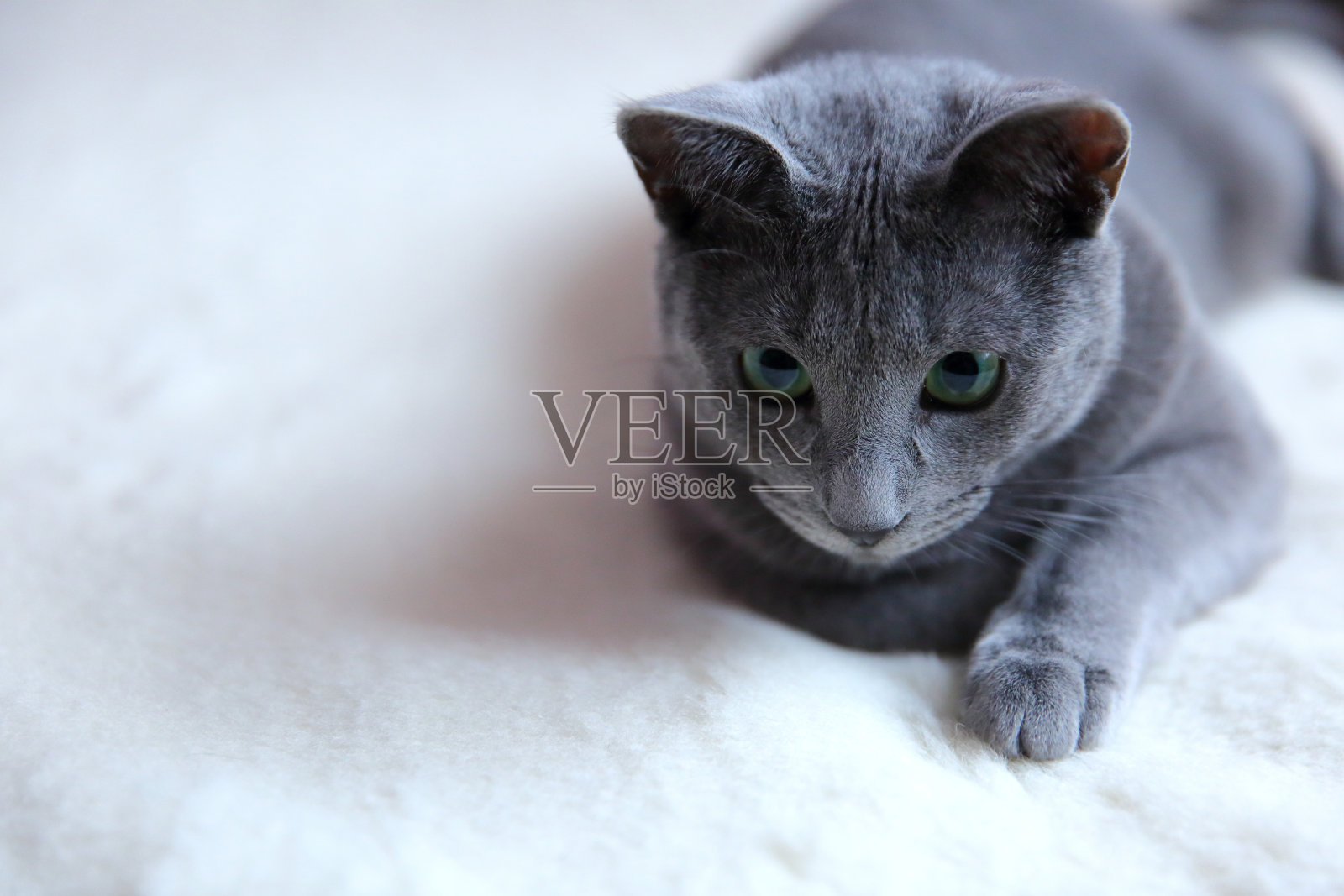 家猫是非常适合拥抱的宠物。照片摄影图片