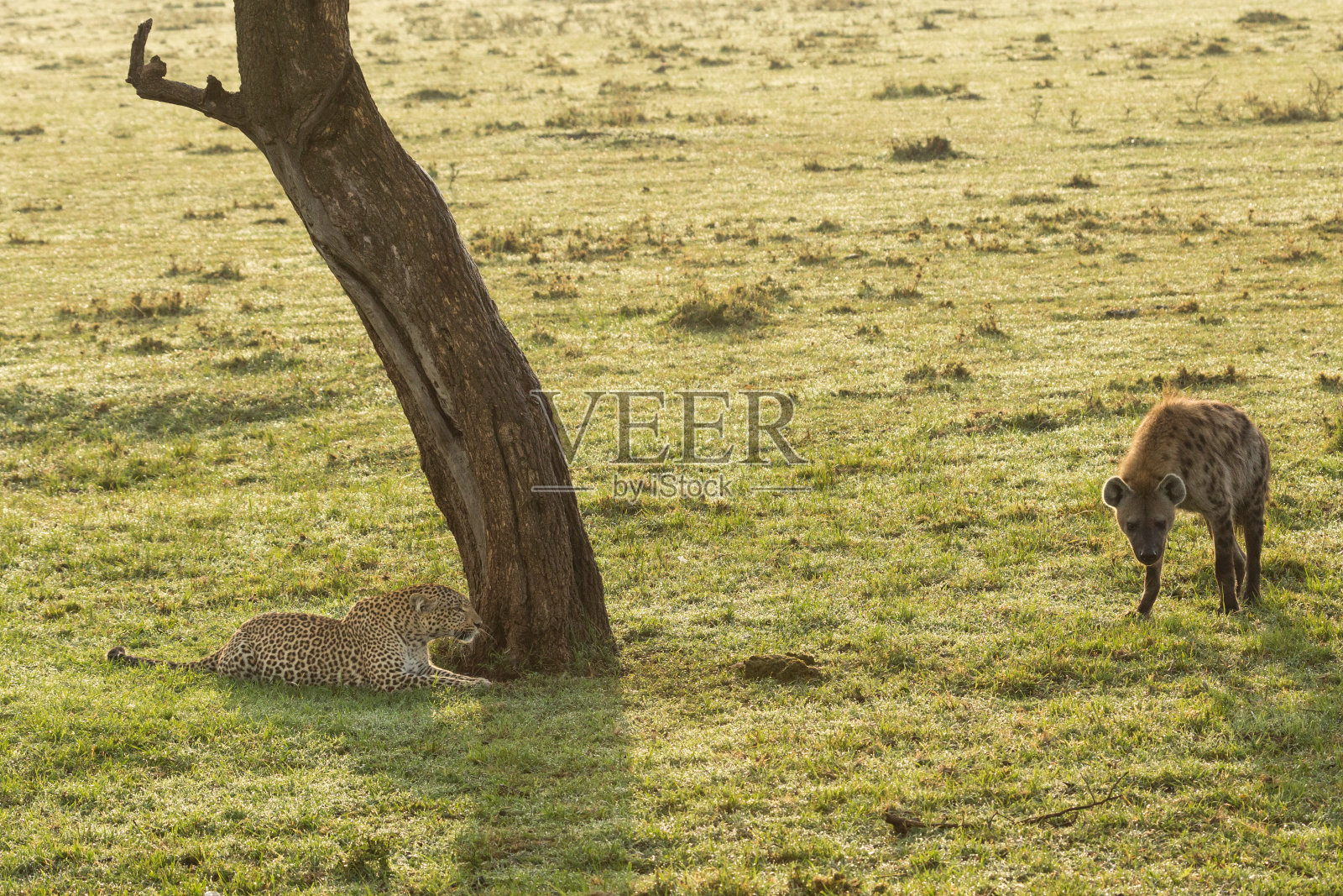 一只豹和一只土狼照片摄影图片