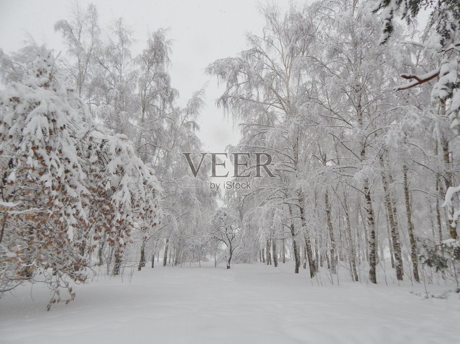 冬季森林景观,下雪,树上下雪照片摄影图片